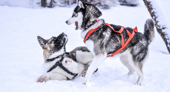 classe-neige-chiens-traineaux-husky-arvieux